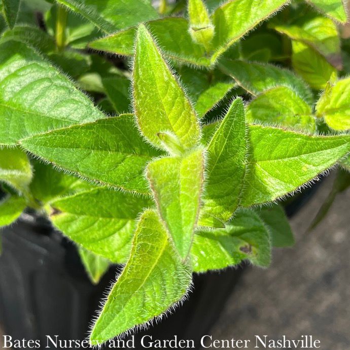 #1 Monarda bradburiana/ Eastern Beebalm Native (TN)