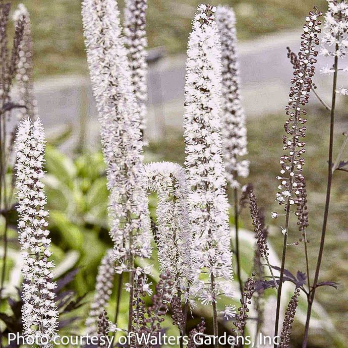 #1 Actaea (Cimicifuga) simplex Hillside Black Beauty/ Bugbane