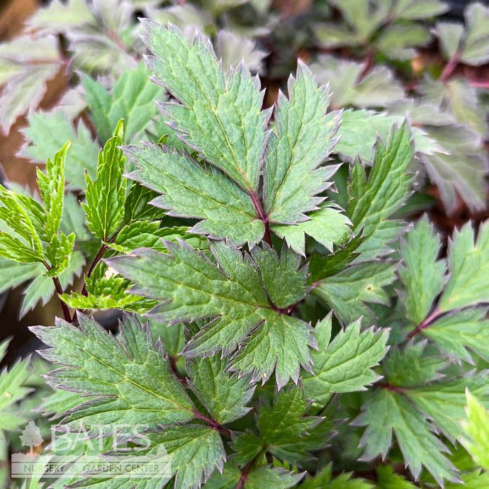 #1 Actaea (Cimicifuga) simplex Hillside Black Beauty/ Bugbane