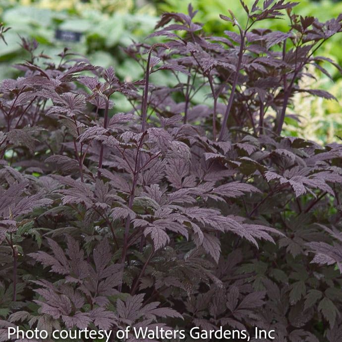 #1 Actaea (Cimicifuga) simplex Hillside Black Beauty/ Bugbane