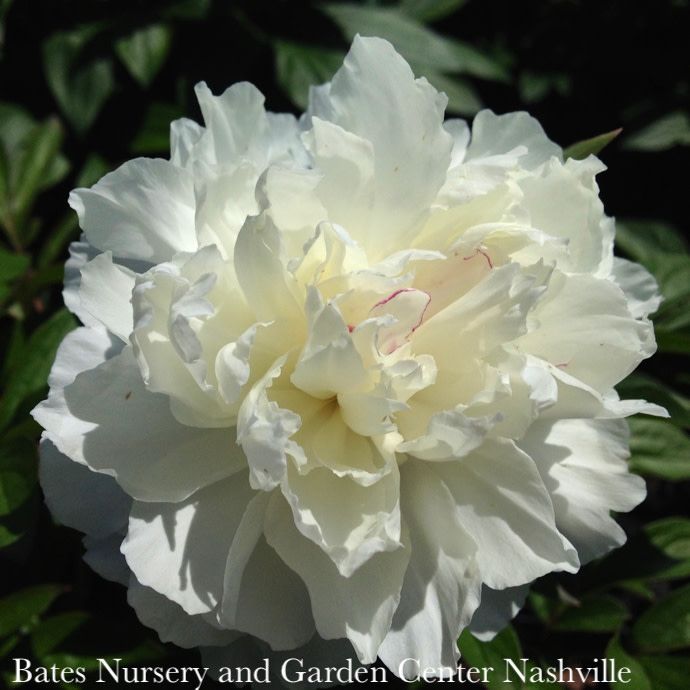 #3 Paeonia x Shirley Temple/ Dbl White w/ Blush Pink Center Peony