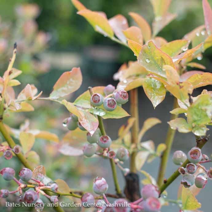 Edible #2 Vaccinium ashei Tifblue/Rabbiteye Blueberry Native (TN)