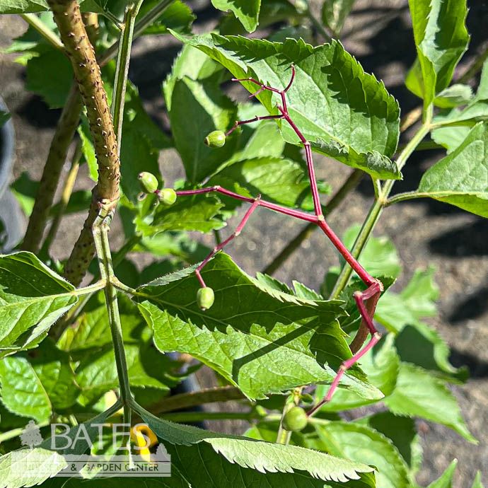 Edible #2 Sambucus nigra Samyl/ Elderberry Native (TN)