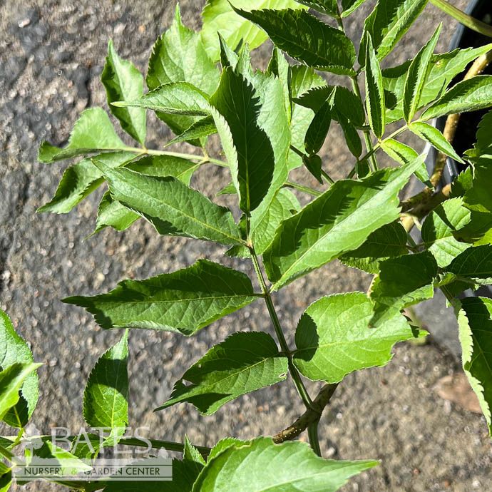 Edible #2 Sambucus nigra Samyl/ Elderberry Native (TN)