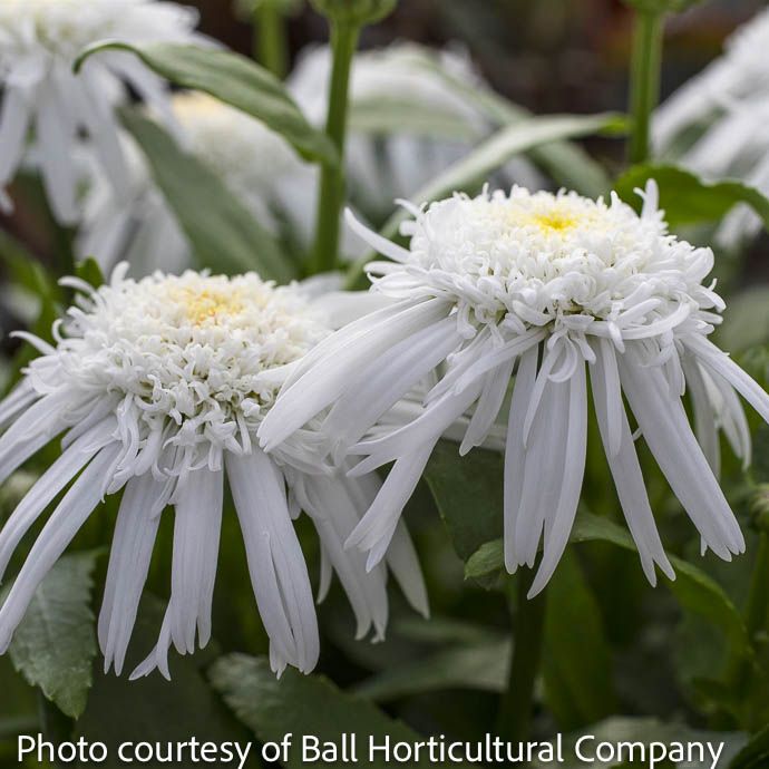 #1 Leucanthemum Carpet Angel/ Dwarf Shasta Daisy