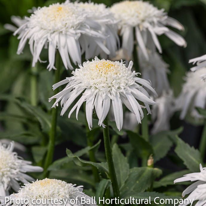 #1 Leucanthemum Carpet Angel/ Dwarf Shasta Daisy