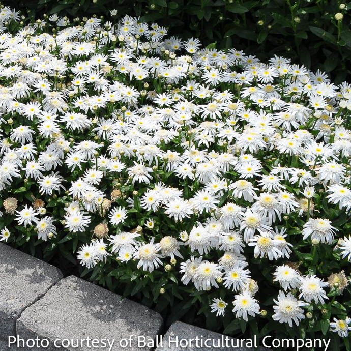 #1 Leucanthemum Carpet Angel/ Dwarf Shasta Daisy