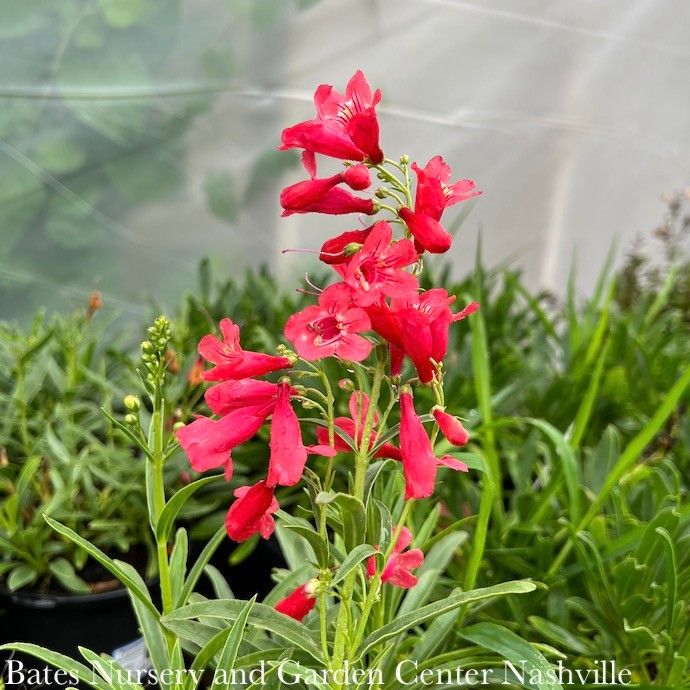 QP Penstemon schmidel Red Riding Hood/ Beardtongue