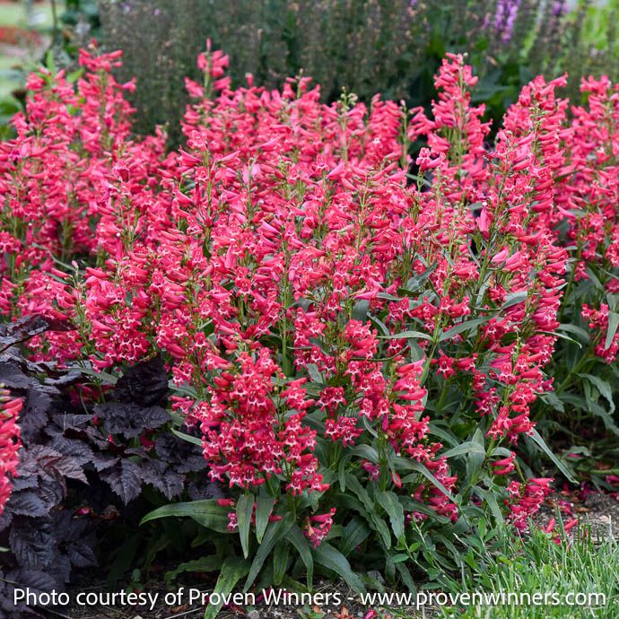 #1 Penstemon barb PW Bejeweled &#39;Rose Rhinestones&#39;/ Pink Beardtongue
