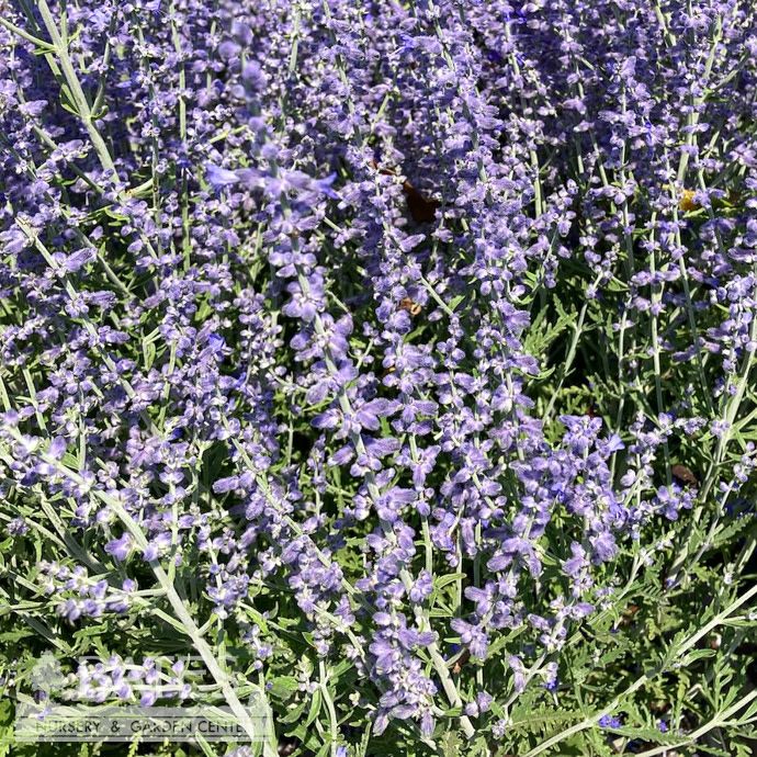 #1 Perovskia atrip Blue Jean Baby/ Russian Sage
