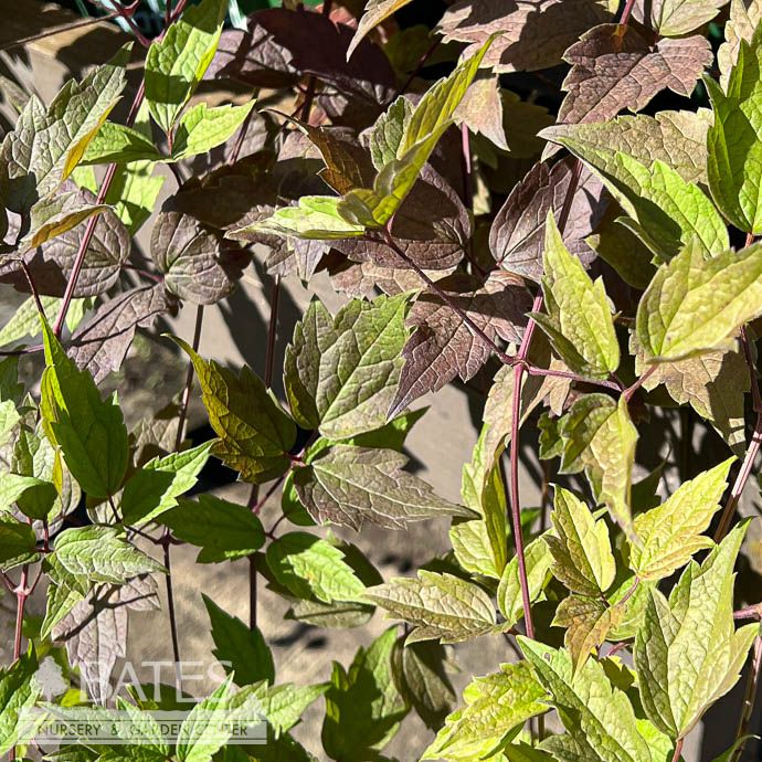 #1 Clematis virginiana AB / Virgin&#39;s Bower Native (TN)