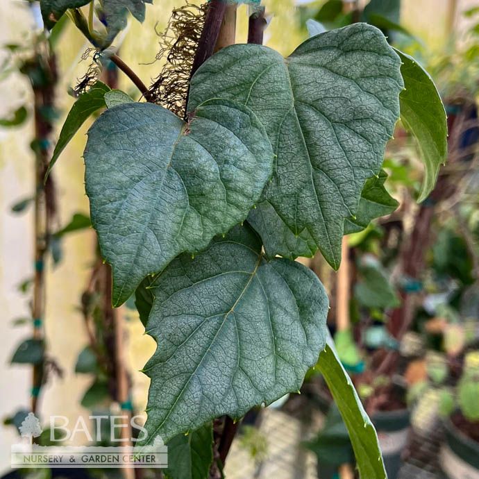 #2  Schizophragma hydra Moonlight/ Climbing Chinese Hydrangea Vine