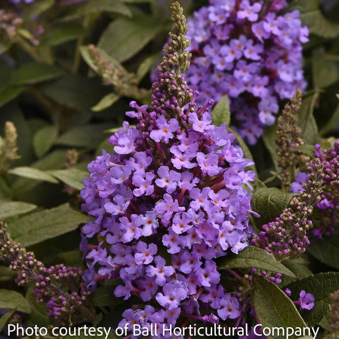 #2 Buddleia Chrysalis &#39;Steel Blue&#39;/ Butterfly Bush