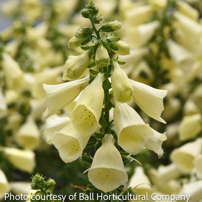 #1 Digitalis x Arctic Fox Lemon Cream/ Foxglove