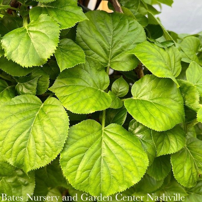 #3 Hydrangea anomala petiolaris/ Climbing