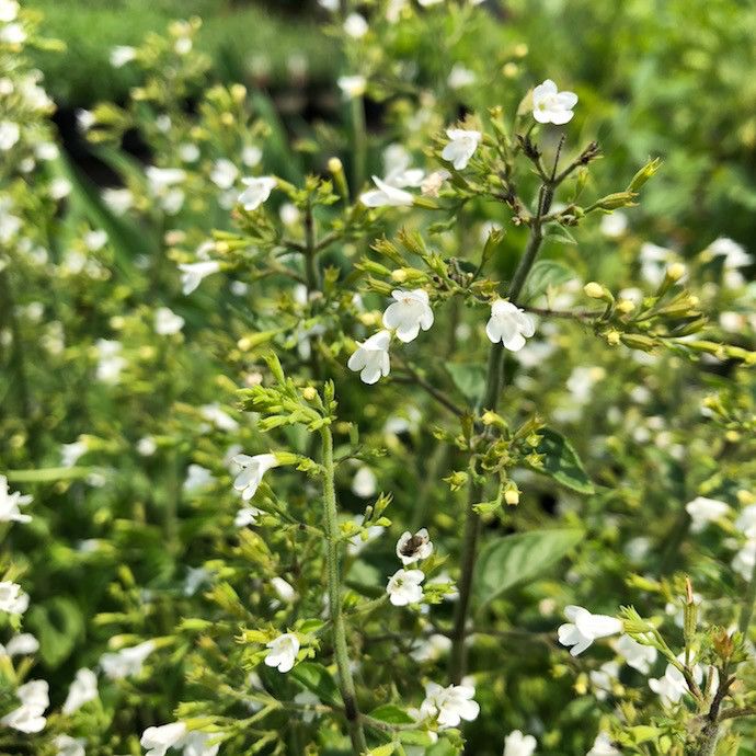 QP Calamintha nep glan White Cloud/ Calamint