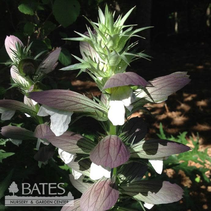 #1s Acanthus spinosus/ Bear&#39;s Breeches