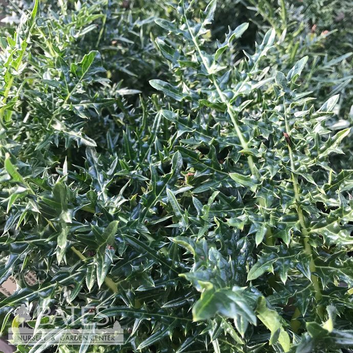 #1s Acanthus spinosus/ Bear&#39;s Breeches