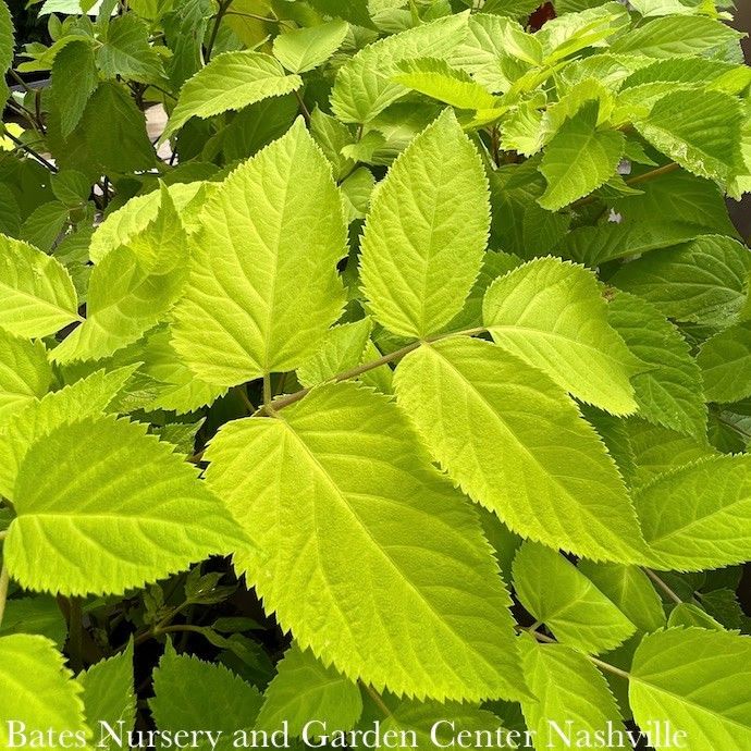 #1 Aralia cord Sun King/ Golden Japanese Spikenard