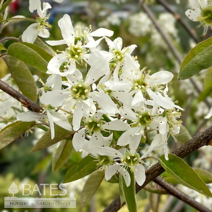 #30 SINGLE Amelanchier x grand Autumn Brilliance/ Apple Serviceberry Native (TN)