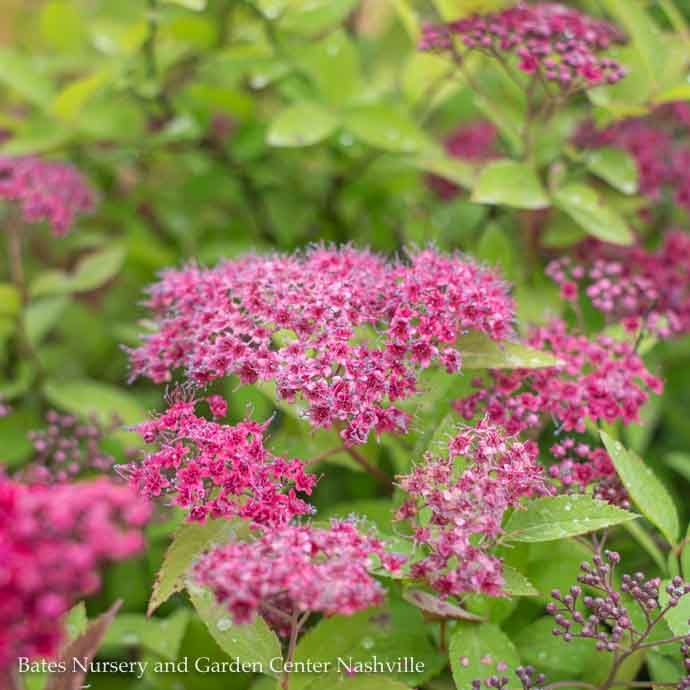 #1 Spiraea japonica PW Double Play &#39;Red&#39;