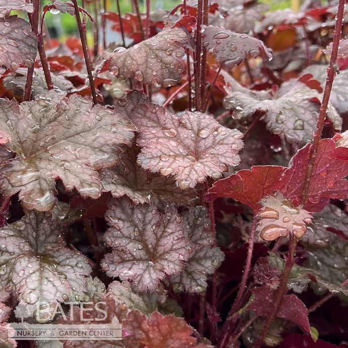 #1 Heuchera x Kira 'Purple Rain Forest'/ Coral Bells