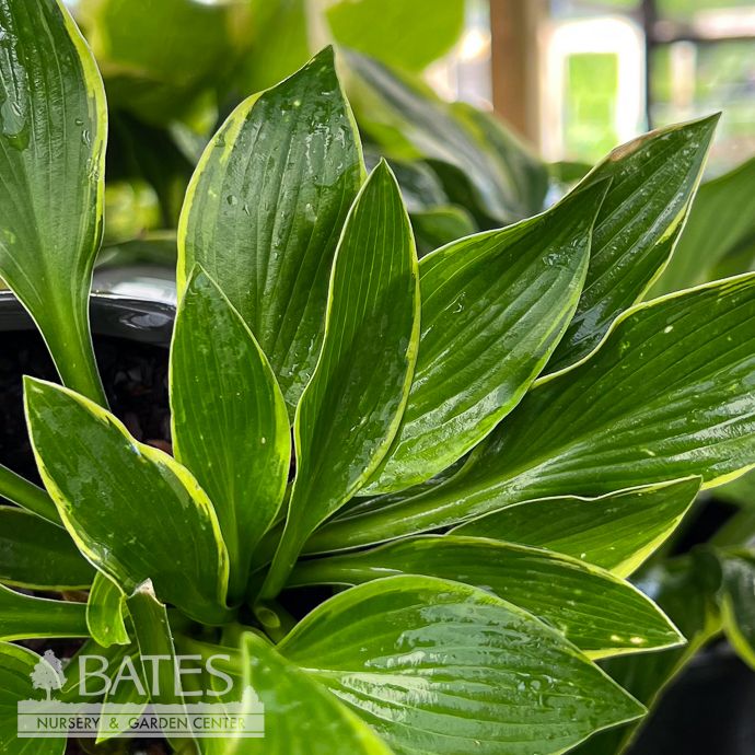 #1 Hosta Aureo Marginata/ Green, Yellow Variegated