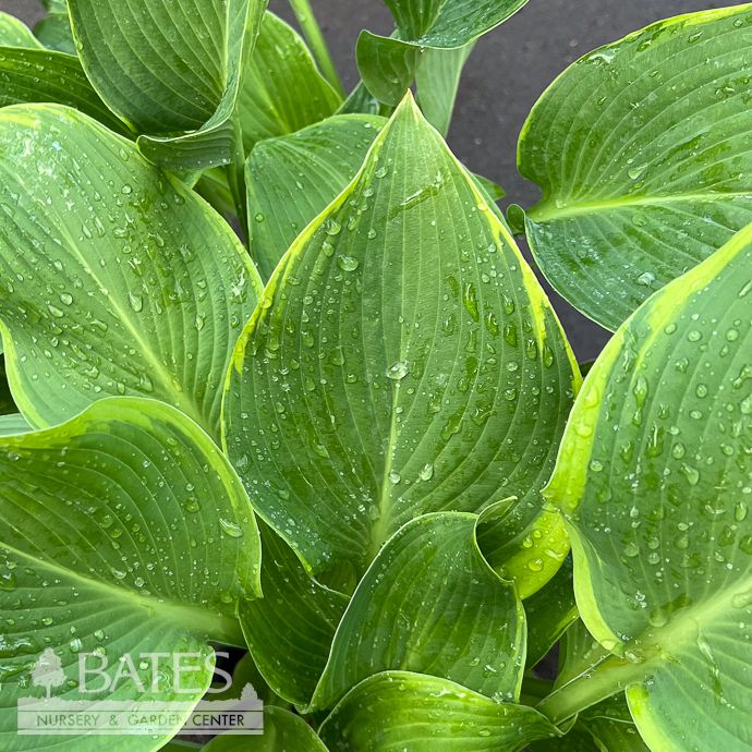 #1 Hosta Abba Dabba Do/ Dark Green, Gold Variegated