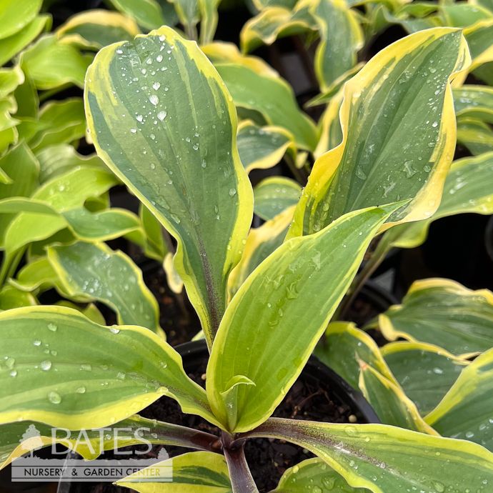 #1 Hosta Lipstick Blush/ Green, Yellow Variegated w/ Red Petiole