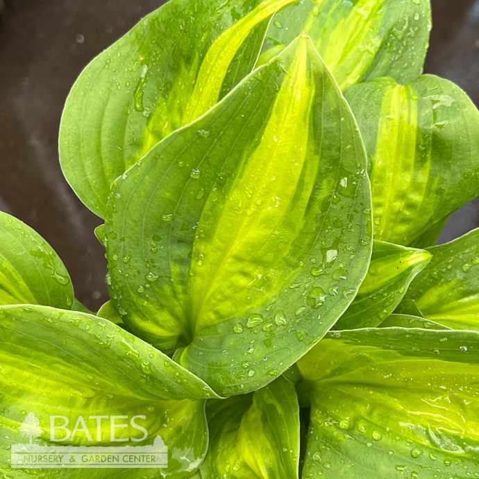 #1 Hosta Avocado/ Green, Yellow Variegated