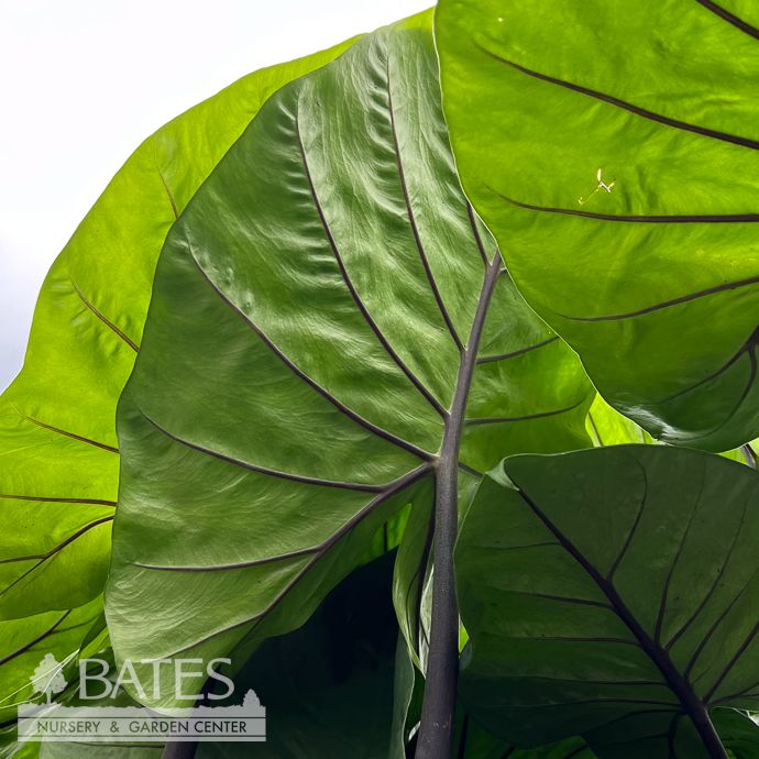 Tropical #1s Alocasia Dark Star/ Elephant Ear - No Warranty