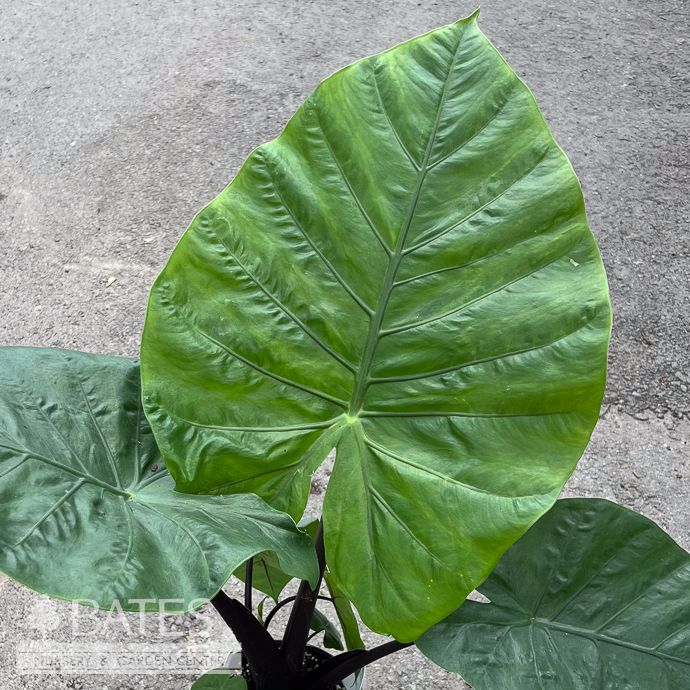 Tropical #1s Alocasia Dark Star/ Elephant Ear - No Warranty