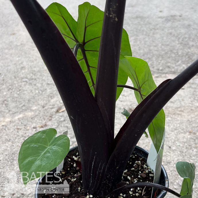 Tropical #1s Alocasia Dark Star/ Elephant Ear - No Warranty