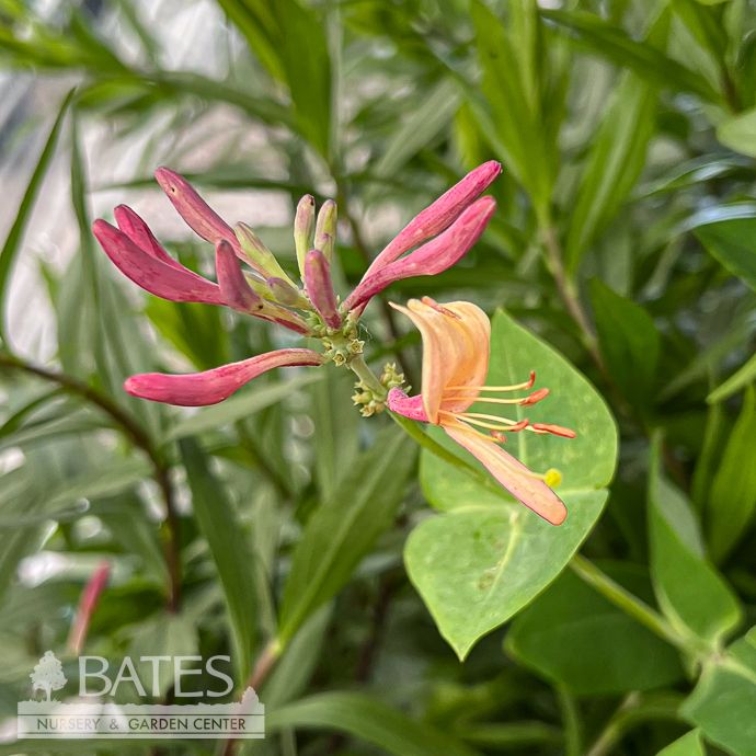 #2 Lonicera x Coral Star/ Trumpet Honeysuckle