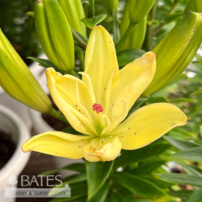 #1 Lilium Pura Luna/ Yellow Lily