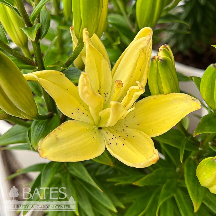 #1 Lilium Pura Luna/ Yellow Lily
