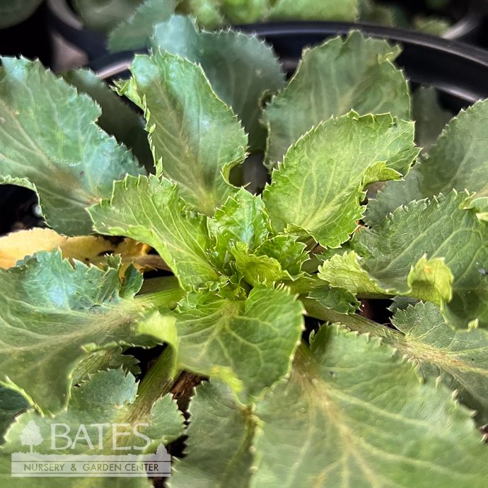 #1 Eryngium planum Blue Hobbit/ Dwarf Sea Holly