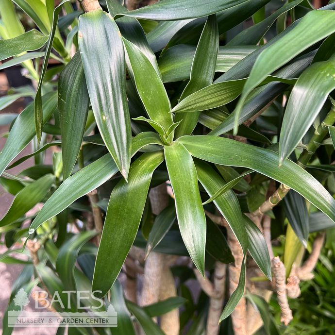 14p! Dracaena Reflexa Pleomele /Song of Jamaica Character /Tropical