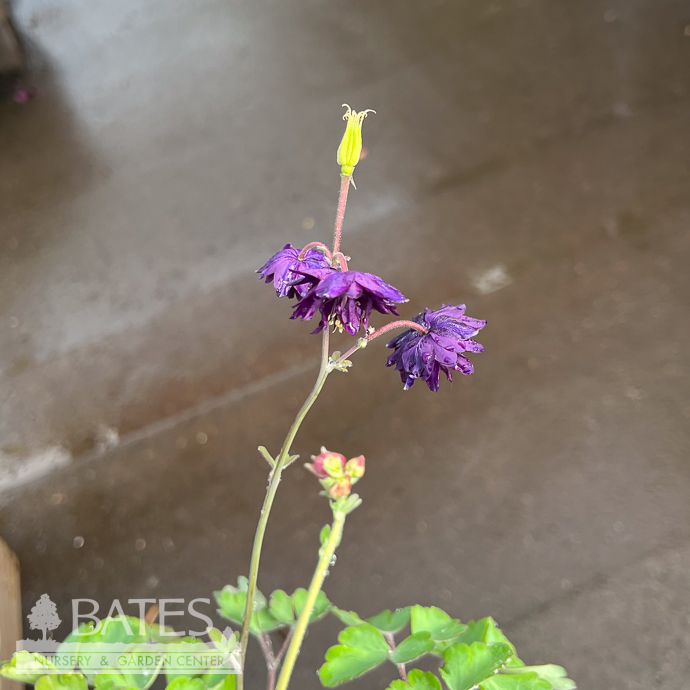#1 Aquilegia x McKana's Giants Mix/ Columbine