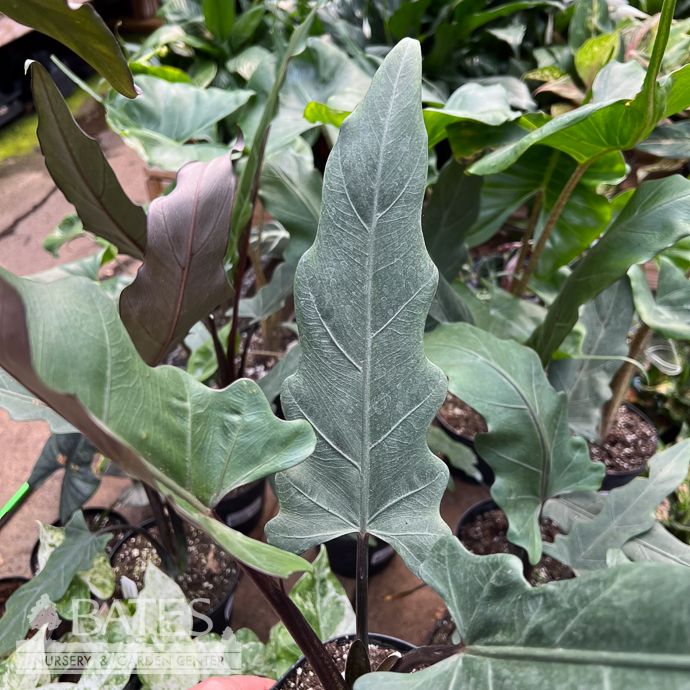 6p! Alocasia Lauterbachiana /Elephant Ear /Tropical