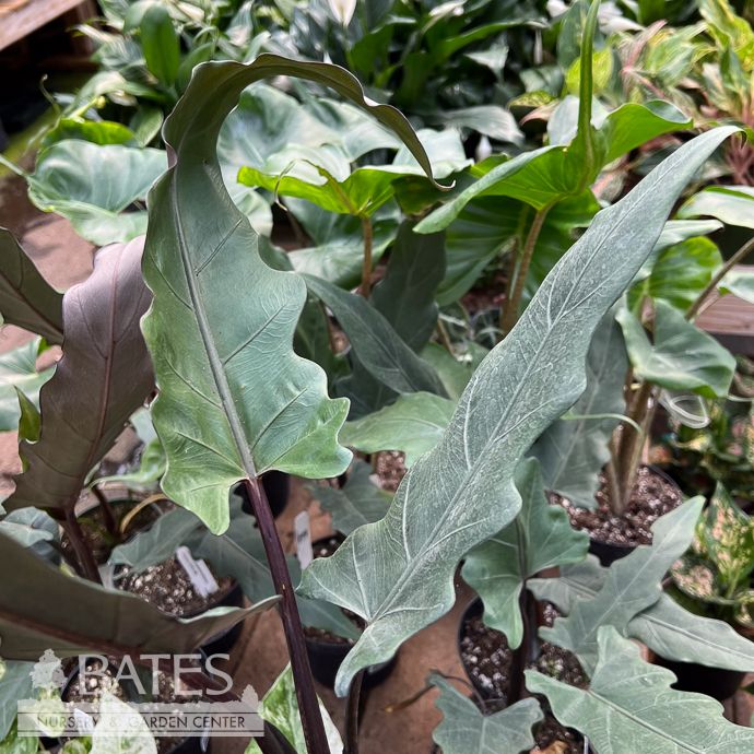 6p! Alocasia Lauterbachiana /Elephant Ear /Tropical