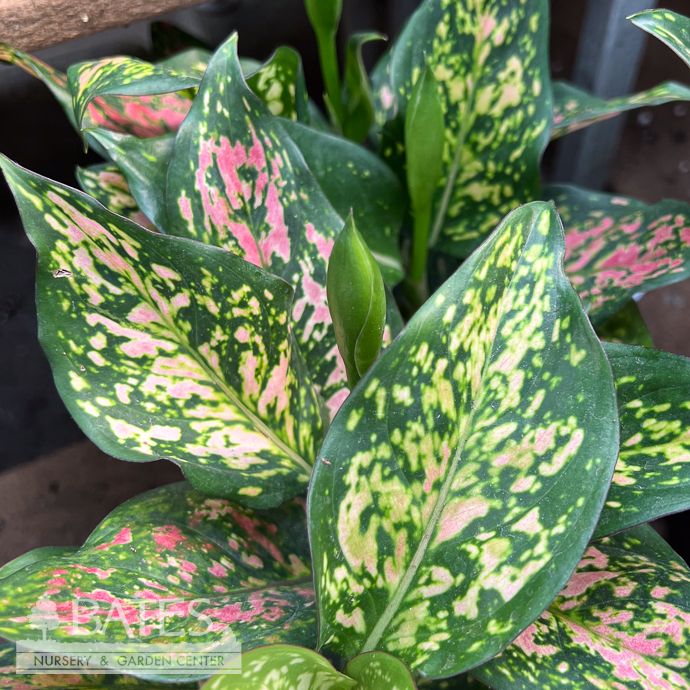 6p! Aglaonema Wishes (Red) /Chinese Evergreen /Tropical