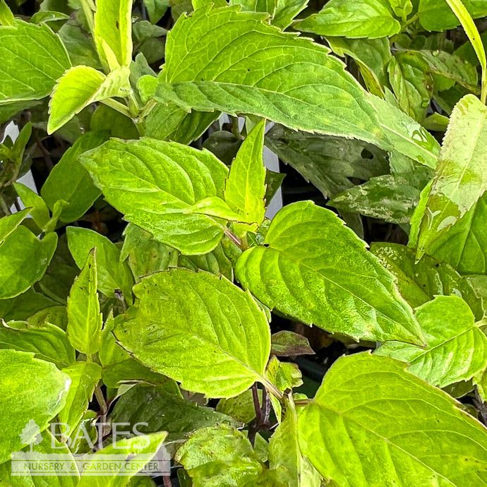 Seed Wild Bergamot /Monarda fistulosa - SustainAble TennesSeeds - Plant for a Change Native (TN)