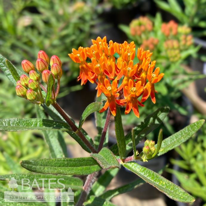 Seed Butterfly Milkweed /Asclepias tuberosa - SustainAble TennesSeeds - Plant for a Change Native (TN)