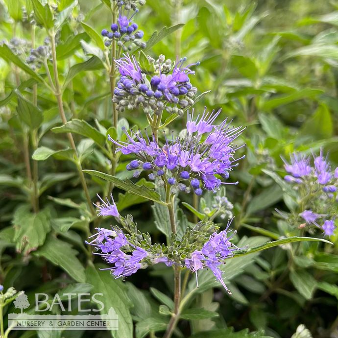#2 Caryopteris x Blue Balloon/ Bluebeard