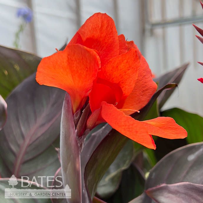 Tropical #1 Canna Cannova &#39;Bronze Orange&#39;  - No Warranty
