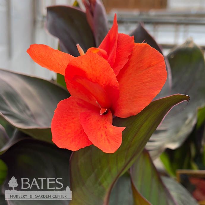 Tropical #1 Canna Cannova &#39;Bronze Orange&#39;  - No Warranty