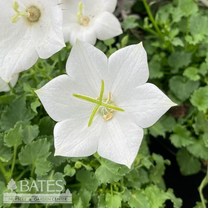 #1 Campanula carp Pristar &#39;White&#39;/ Bellflower