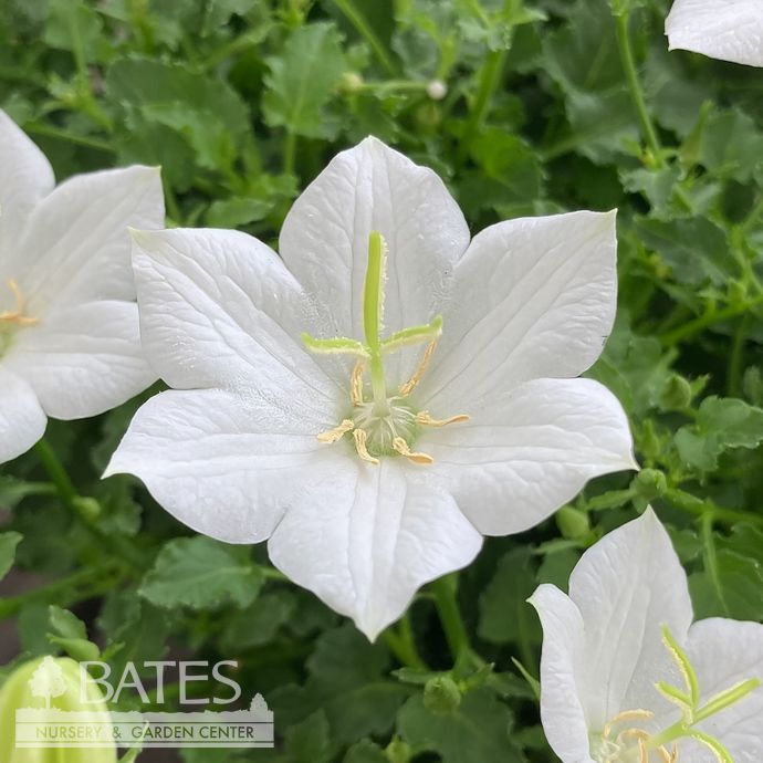 #1 Campanula carp Pristar &#39;White&#39;/ Bellflower