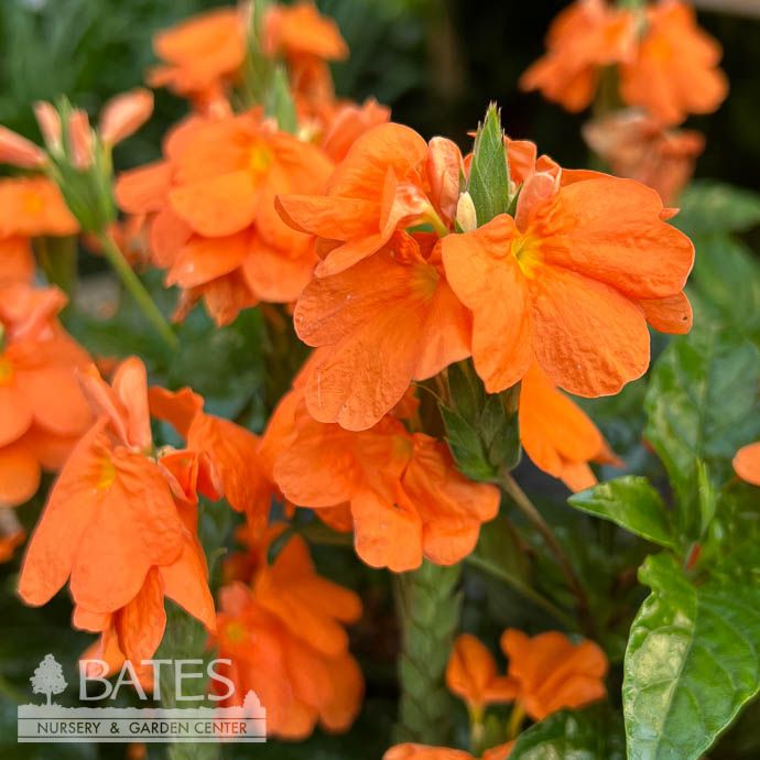 5p! Crossandra Orange Marmalade /Tropical